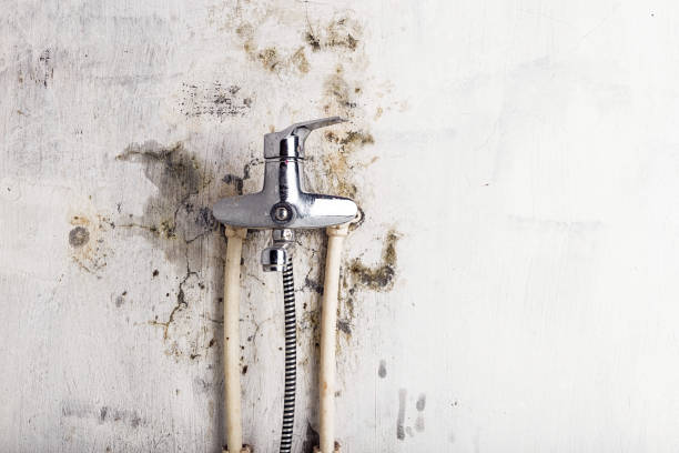 Best Toxic Mold Removal  in Vinita, OK