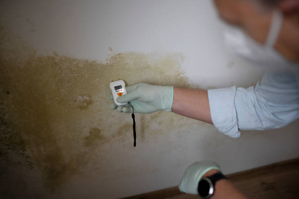 Best Mold Removal Company Near Me  in Vinita, OK