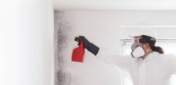 Best Mold Testing and Removal  in Vinita, OK