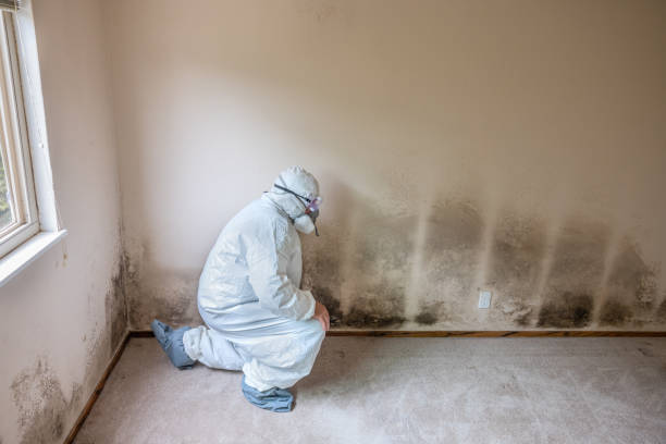 Best Home Mold Removal  in Vinita, OK