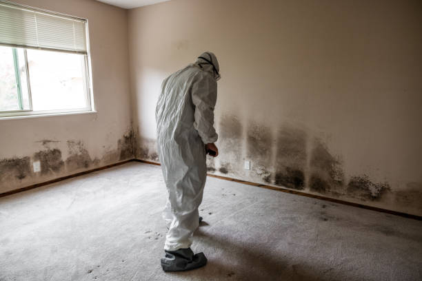 Best Attic Mold Removal  in Vinita, OK