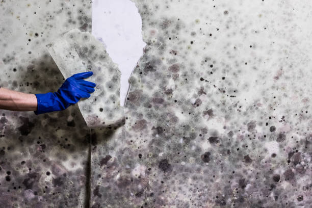 Best Mold Removal Process  in Vinita, OK