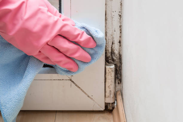 Best Commercial Mold Removal  in Vinita, OK